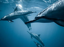 华体会入口-刚果中锋化身优质导师 新赛季帮助三球快速成长